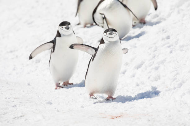 ein wildes tier liebt die freiheit der natur - antarctica penguin bird animal stock-fotos und bilder