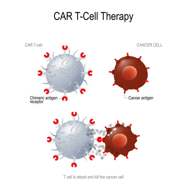 immunoterapia car t - wbc stock illustrations