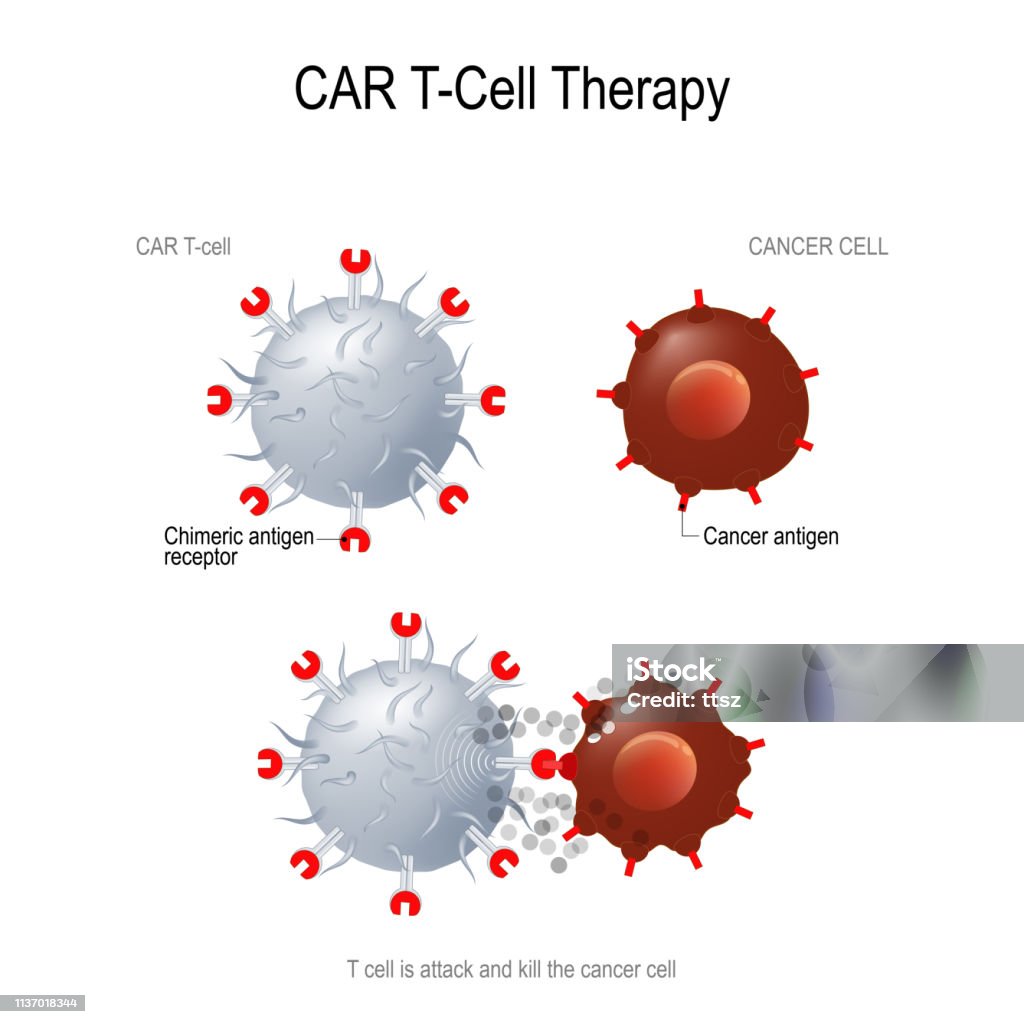 CAR T immunotherapy CAR T immunotherapy. Artificial T cell receptors are proteins that have been engineered for cancer therapy (killing of tumor cells). genetically engineered. Vector diagram for medical, educational and science use T-Cell stock vector