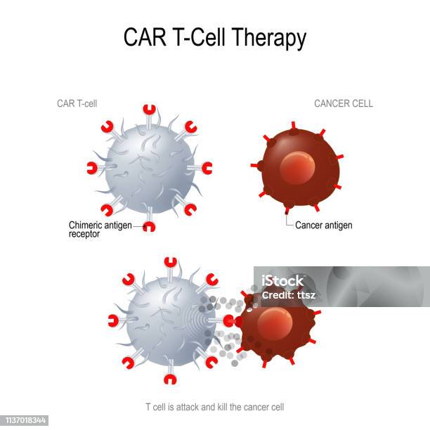 Car T Immunotherapy Stock Illustration - Download Image Now - T-Cell, Biological Cell, Car