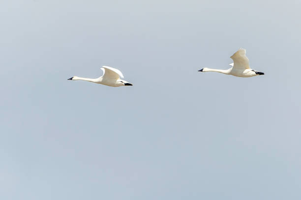 istock Pair of Tundra Swans 1137018915