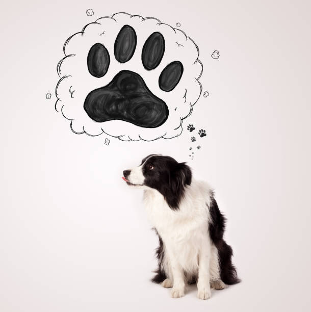 istock Cute border collie with paw above her head 1137019037