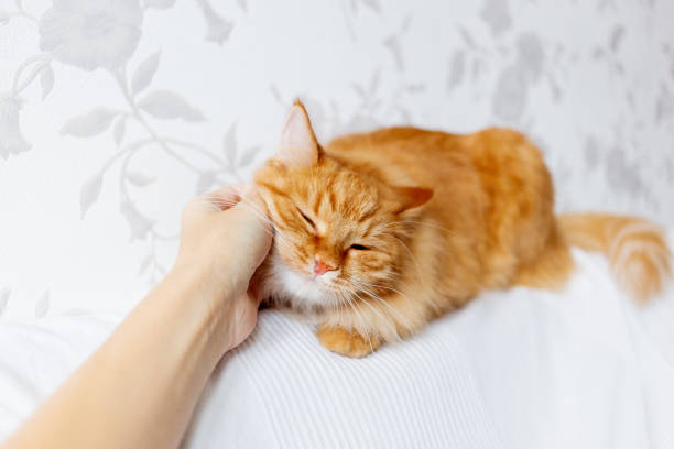 istock Woman is stroking cute ginger cat lying on white fabric. Fluffy pet is dozing. 1137019954