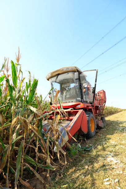 istock Modern combine harvester is harvesting cultivated ripe corn crops in field 1137020227