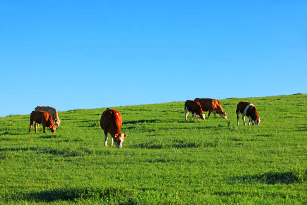 istock A few cows grazing on the slopes 1137020502