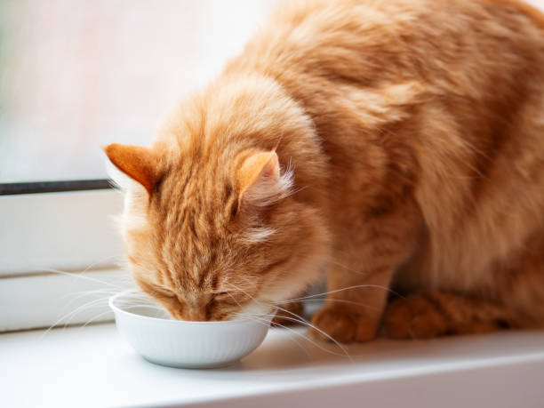 istock Cute ginger cat drinking milk from white bowl. Fluffy thirsty pet on window sill. 1137021469
