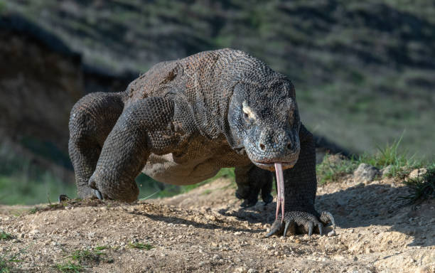 The Komodo dragon. Komodo dragon with the forked tongue sniff air. Close up. The Komodo dragon, scientific name: Varanus komodoensis. Indonesia. komodo dragon stock pictures, royalty-free photos & images