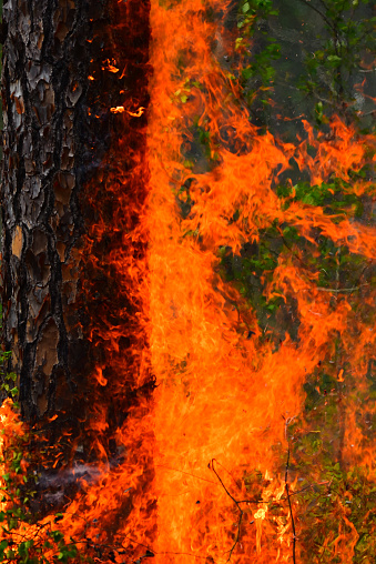 Flames on a pine tree trunk base with burning bark flaking off and flying away with glowing embers in the rising hot air. Photo taken at Big Shoals Public Lands in North Florida, USA. Nikon D750 with Nikon 200mm macro lens