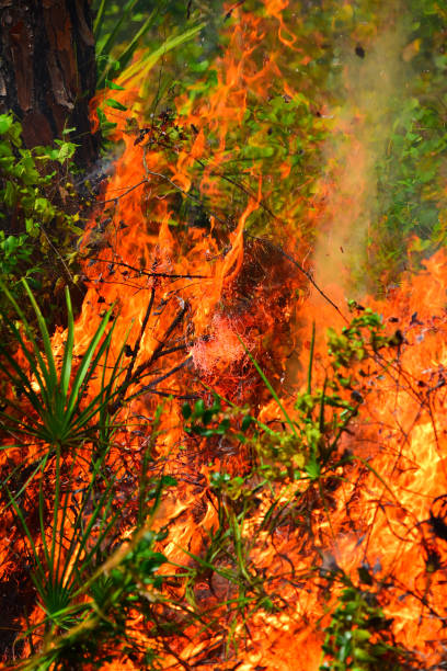 les flammes consomment des vignes et ont vu palmetto autour de la base de sapin - enviornment controlled fire palmetto saw palmetto photos et images de collection