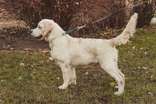 standing profile portrait of a golden retriever dog horizontal