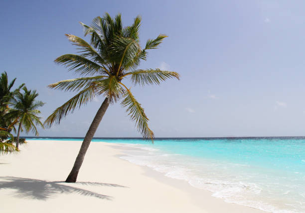 istock Palm tree on a tropical island beach 1137024166