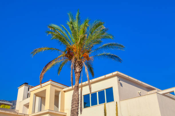 summer vacation, near resort growing palm trees