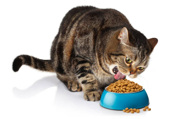 istock Cat eating dry food on white 1137027216