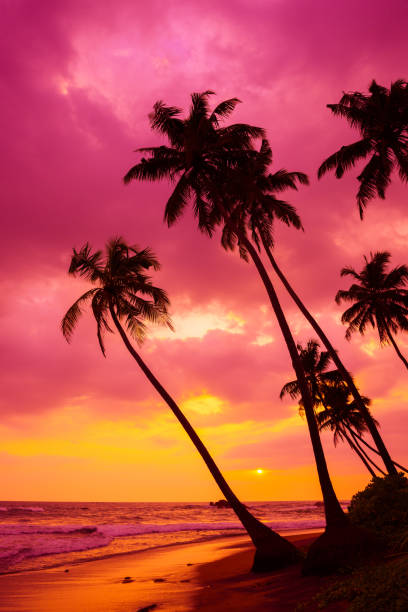 istock Tropical sunset beach palm trees silhouettes 1137028177