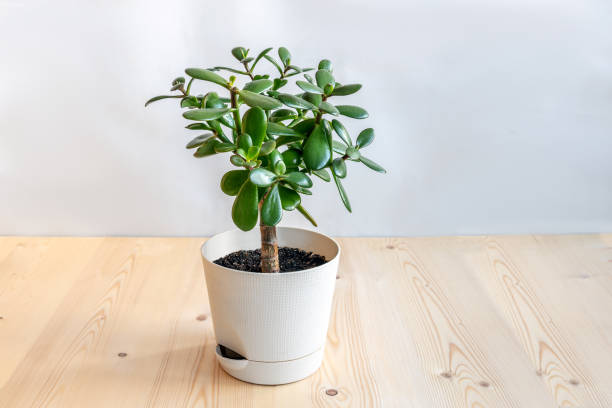 Succulent houseplant Crassula in a pot on a white background Succulent houseplant Crassula in a pot on a white background. jade plant stock pictures, royalty-free photos & images