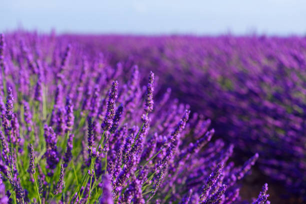 цветущий куст лаванды - lavender coloured lavender provence alpes cote dazur field стоковые фото и изображения