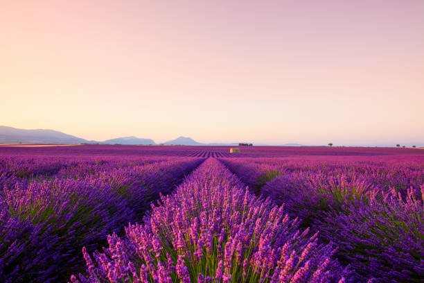 French lavender field at sunrise French lavender field at sunrise Valensole french riviera stock pictures, royalty-free photos & images