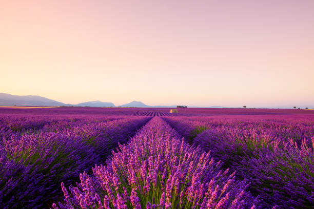 французское лавандовое поле на восходе солнца - lavender coloured lavender provence alpes cote dazur field стоковые фото и изображения