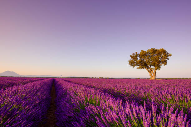 прованс красивое поле лаванды - lavender coloured lavender provence alpes cote dazur field стоковые фото и изображения