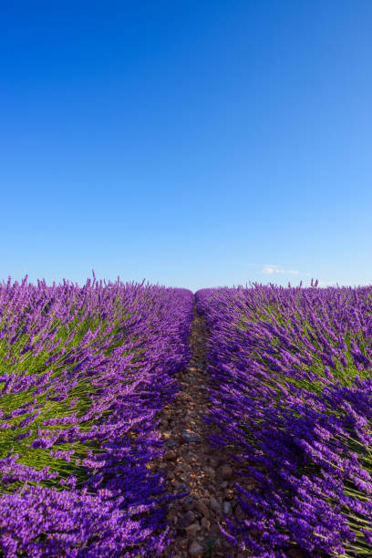 블루 밍 라벤더 끝 없는 행 - lavender coloured lavender provence alpes cote dazur field 뉴스 사진 이미지