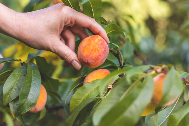 istock Woman harvesting peaches from peach tree in orchard. 1137030016