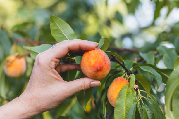 istock Farmer harvesting peaches from peach tree in orchard. 1137030297