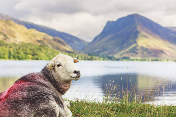 Lone Herdwick sheep relaxing by a lake in the Lake District, Cumbria UK - Mountain Background