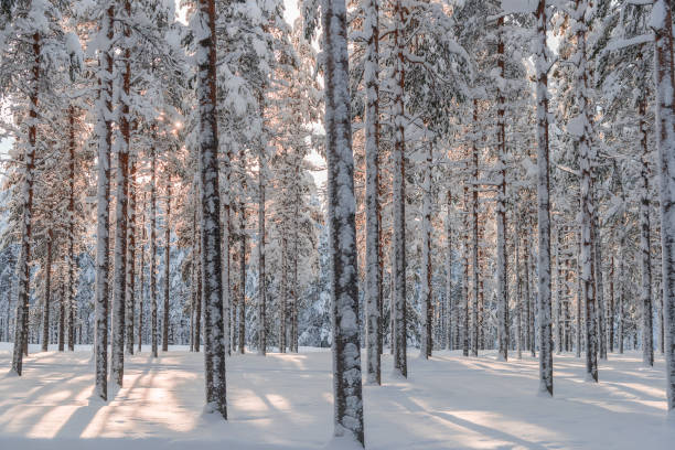 istock the winter in swedish Lapland 1137030529