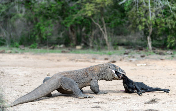 istock The Komodo dragon attacks the prey. 1137030548