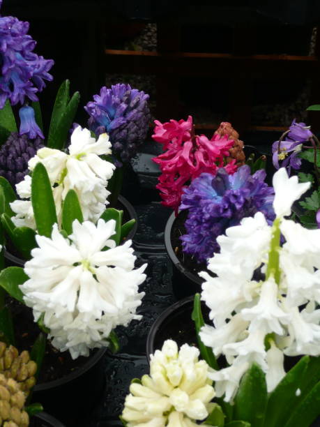 istock Beautiful colours of some Hyacinths 1137031962