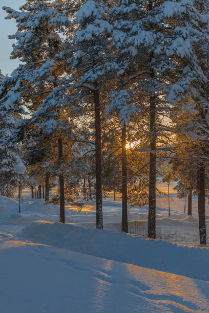 istock winter in Lapland, Sweden, Norrbotten 1137032011