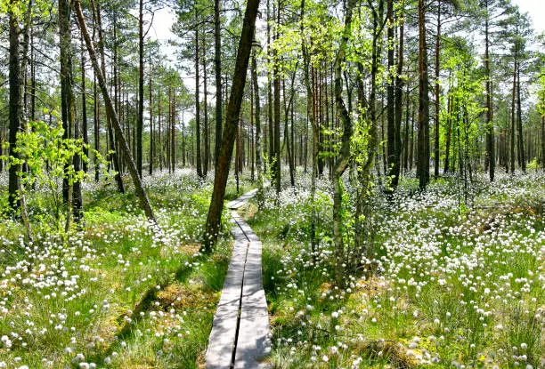 Cotton grass ( eriophorum vaginatum) sorrounding hiking trail  in bog, Estonia.
