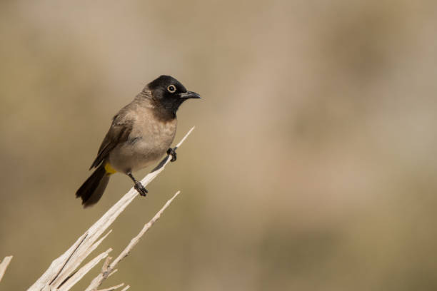 istock White-spectacled bulbul / Pycnonotus xanthopygos 1137034386