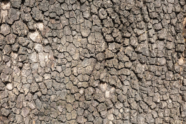 istock Texture of wooden bark 1137034437