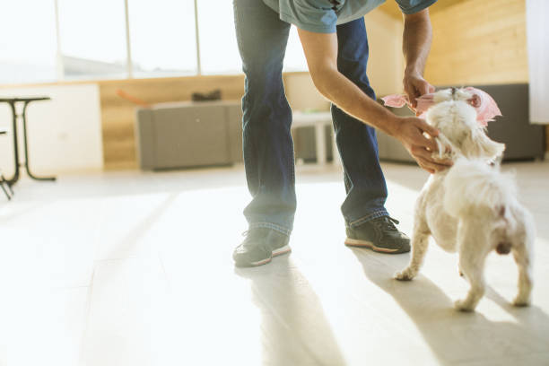 istock Playing with my dog is the best spent time 1137035173