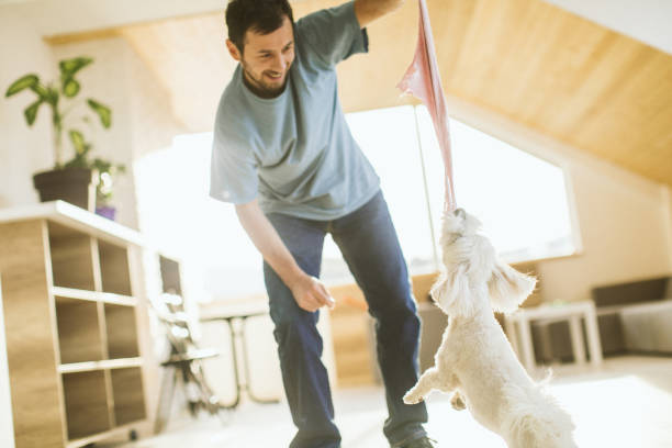 istock Jumping dog playing with owner 1137035204
