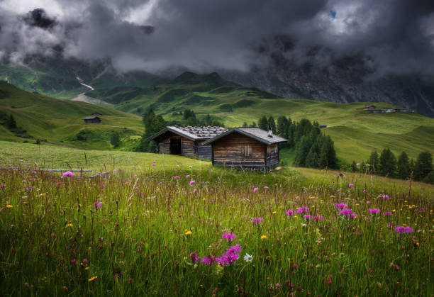 istock Flowers and cottages at Seiser Alm 1137035244