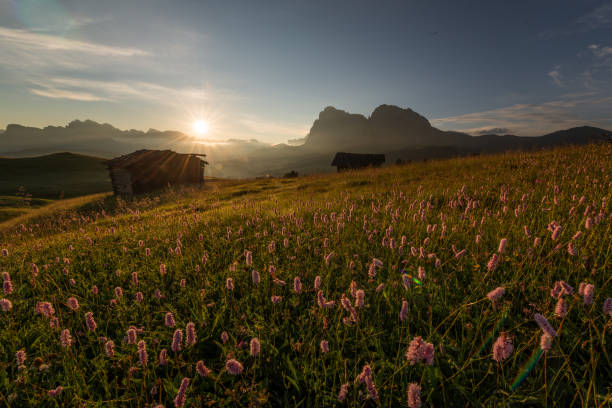 istock Flowers at Alpe di Siusi 1137035246