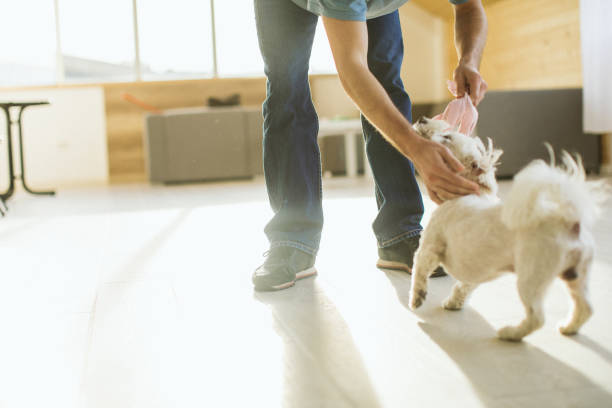 istock Playing with my dog is the best spent time 1137035317