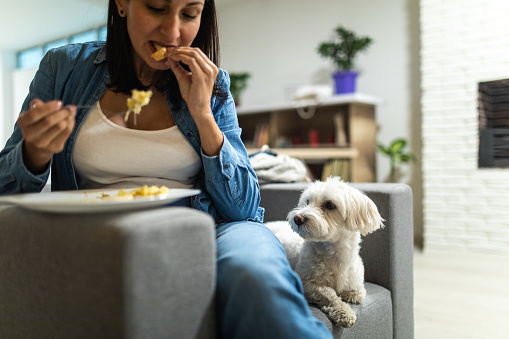 Cute Maltese dog waiting for sharing food with woman, watching hungry  woman while eating her meal