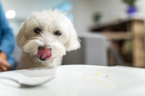 Cute Maltese dog stealing food from plate, licking empty plate  on table