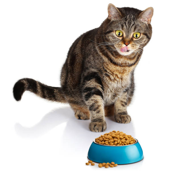 istock Cat looking at dry food on white 1137035763