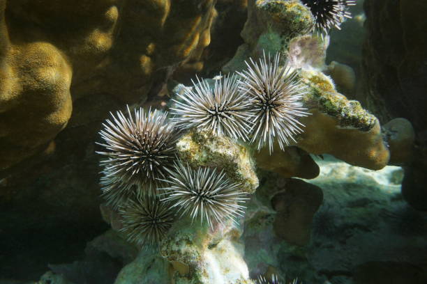 istock Sea urchins Echinometra mathaei burrowing urchin 1137035870