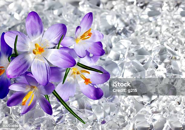 크로커스 꽃 0명에 대한 스톡 사진 및 기타 이미지 - 0명, 4월, 갈란투스