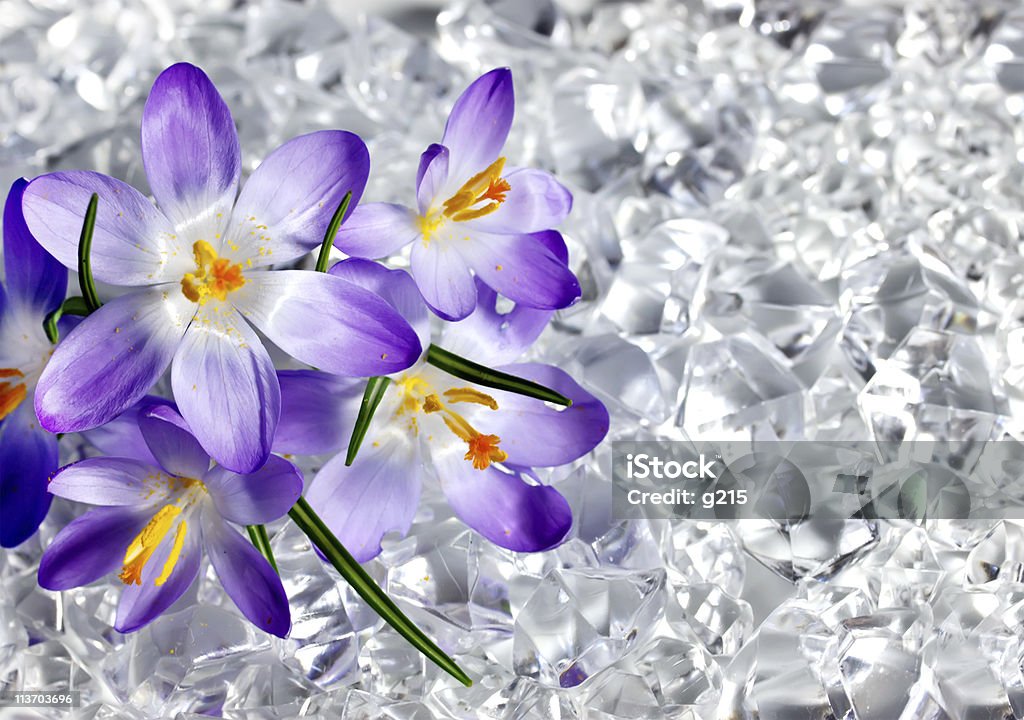 Crocus flowers  April Stock Photo