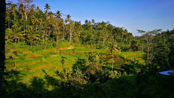 istock Tropical landscape in Bali 1137037201