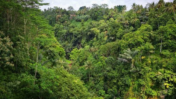 istock Tropical landscape in Bali 1137037206