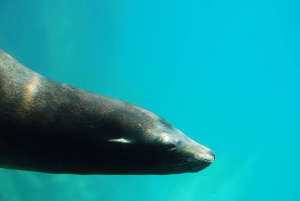 istock Sea Lion Swimming Along Underwater 1137037504