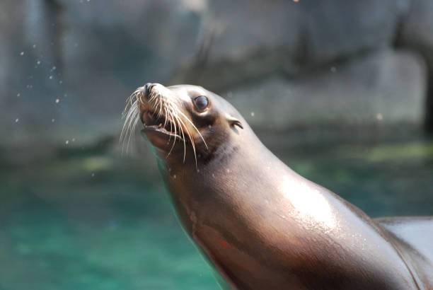 istock Adorable and Expressive Sea Lion 1137037584