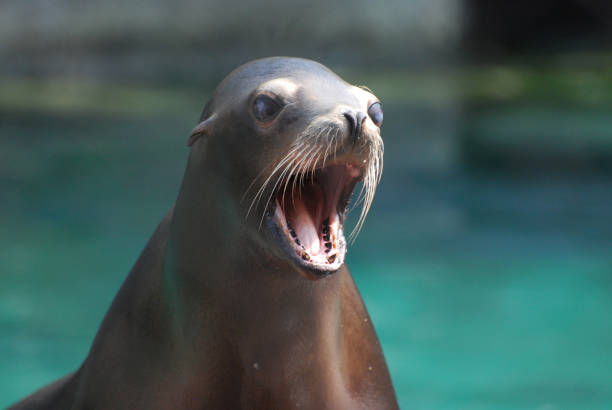 Talkative Sea Lion With his Mouth Open Adorable sea lion with his mouth wide open. sea lion photos stock pictures, royalty-free photos & images